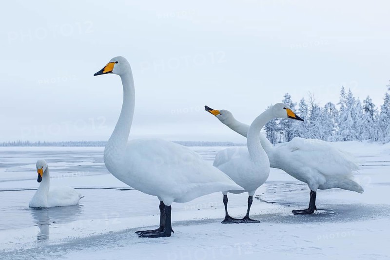Whooper Swan (Cygnus cygnus) group, Finland