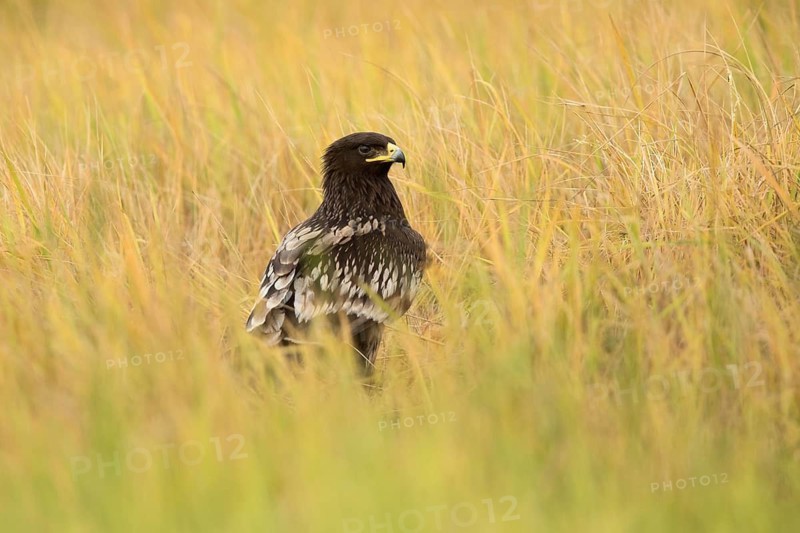Greater Spotted Eagle (Clanga clanga) perched in a meadow, Johor, Malaysia
