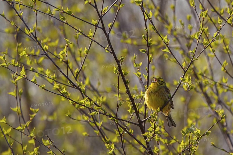 Yellowhammer (Emberiza citrinella) male singing, North Rhine-Westphalia, Germany