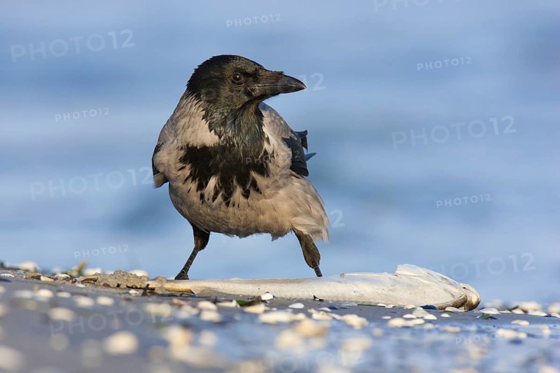 Hooded Crow (Corvus cornix), Mecklenburg-Western Pomerania, Germany