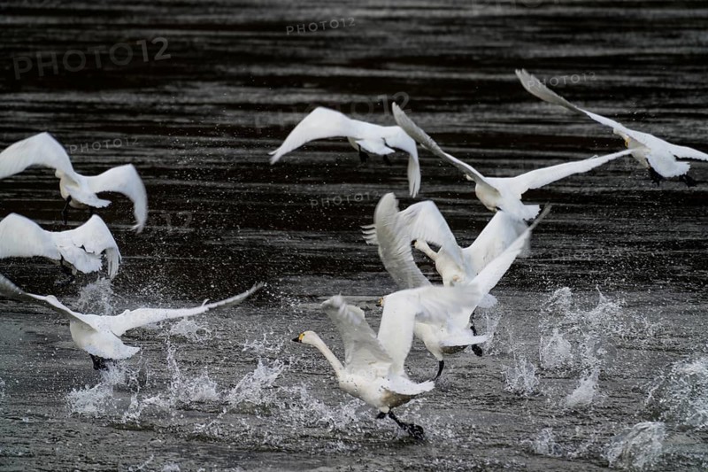 Flying whooper swans at Weser River, Wesertal, Upper Weser Valley, Weser Uplands, Weserbergland, Hesse, Germany