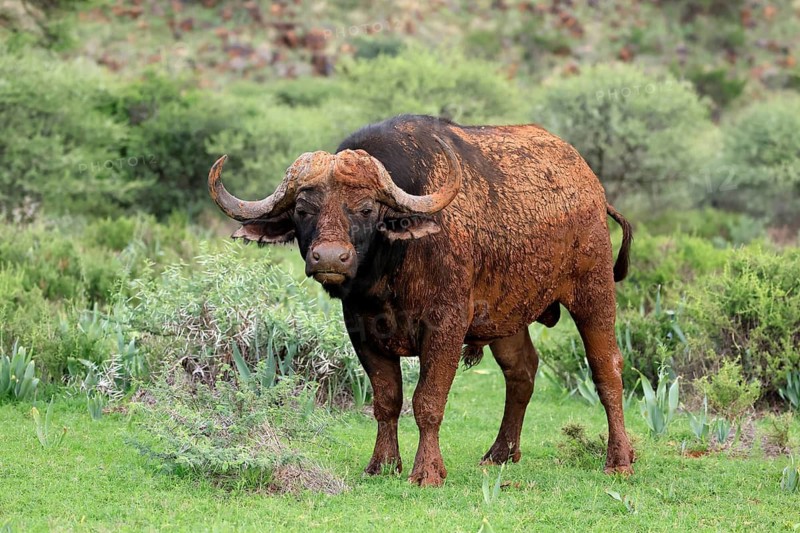 Cape buffalo (Syncerus caffer), adult, foraging, Mokala National Park, Northern Cape, South Africa