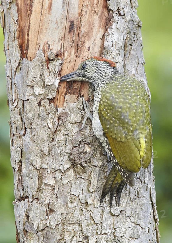 Juvenile, perched; tree; bark; feeding; summer