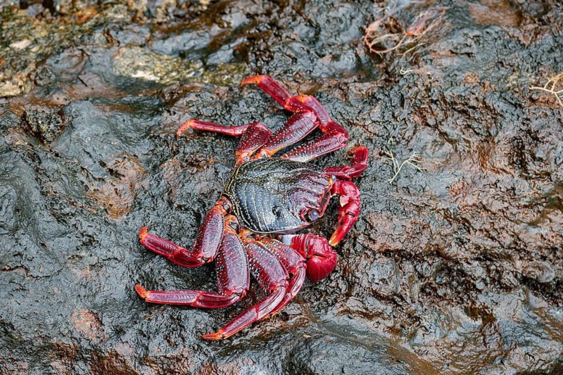 A vivid red and black crab clings to jagged volcanic rocks on the shore of Lanzarote, Canary Islands, Spain, showcasing the region's striking wildlife and rugged terrain