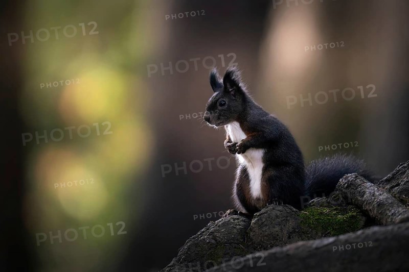 Squirrel (Sciurus vulgaris), looking attentively, Graubünden, Switzerland
