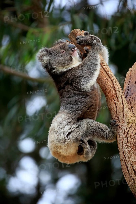 Koala (Phascolarctos cinereus), adult climbing a tree, Kangaroo Island, South Australia, Australia