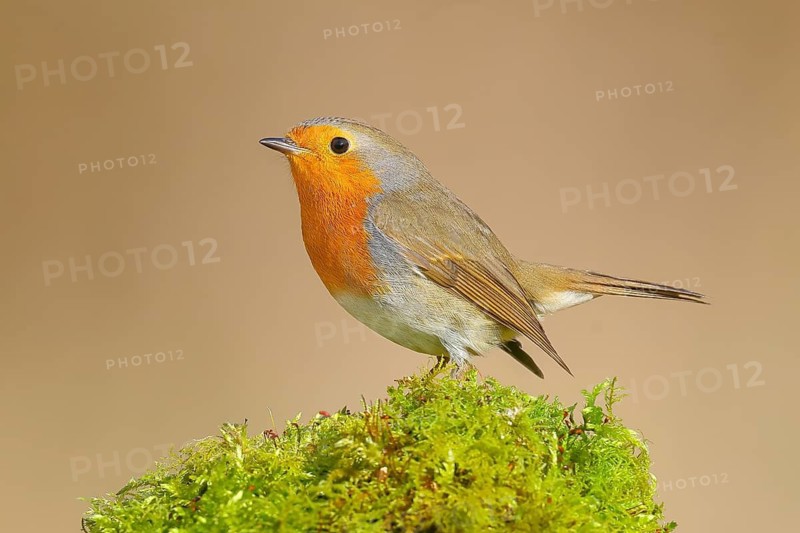 Robin (Erithacus rubecula), sitting on moss, foraging, winter feeding, wildlife, songbirds, animals, birds, songbird, Siegerland, North Rhine-Westphalia, Germany