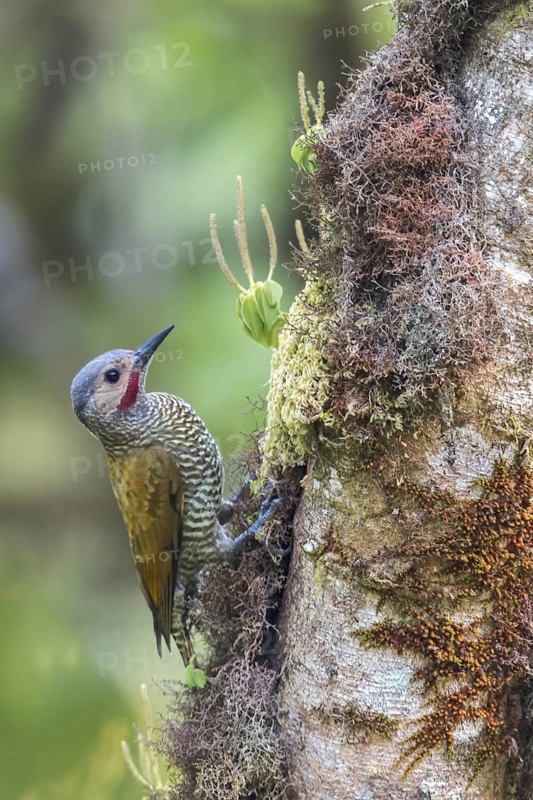 Grey-crowned Woodpecker (Colaptes auricularis) perched on a branch in Oaxaca, Mexico