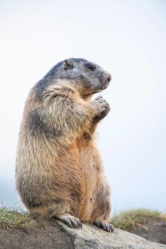 Alpine marmot (Marmota marmota) in autumn, Grossglockner, High Tauern National Park, Austria
