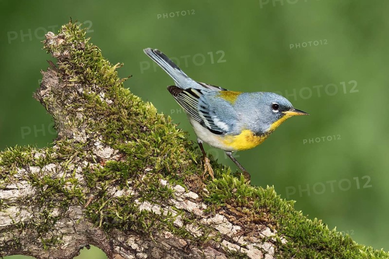 Northern Parula (Setophaga americana) male perched on a log, Texas, USA