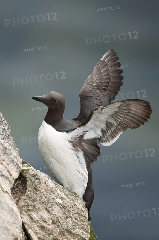 Common Murre (Uria aalge), Alaska, USA