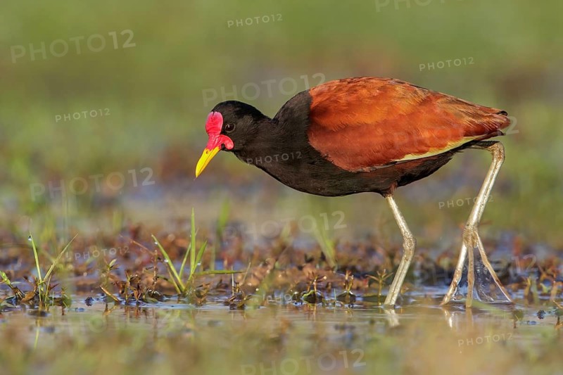 Wattled Jacana (Jacana jacana) perched on the ground in the Pantanal region of Brazil