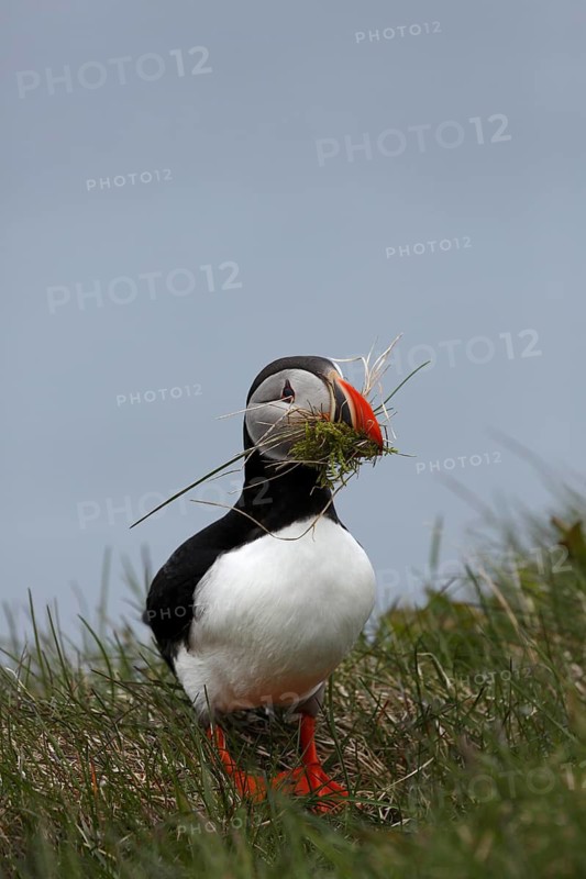 Atlantic Puffin, Common Puffin. Fratercula arctica, collecting nesting material at the cliffs of Latrabjarg, Iceland