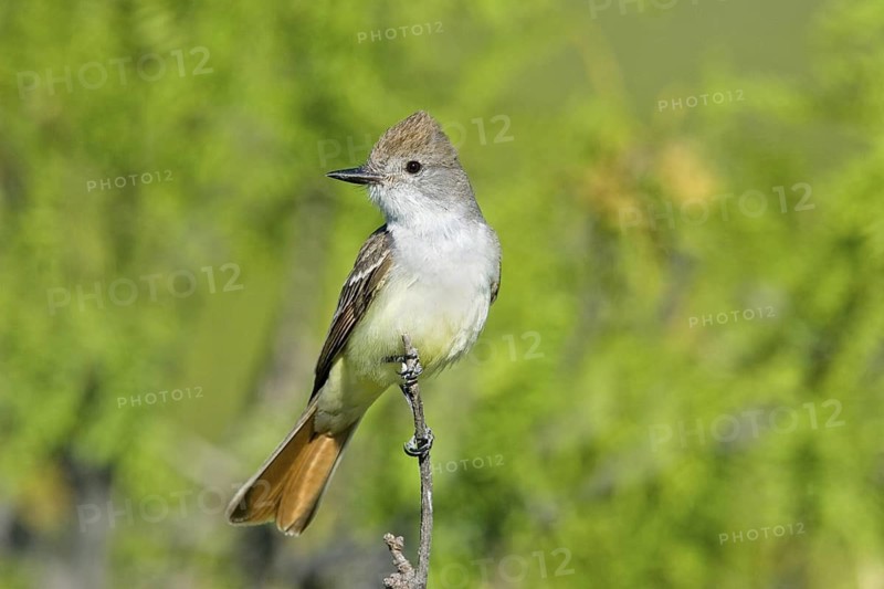 Ash-throated Flycatcher Myiarchus cinerascens Chiricahua Mountains, Cochise County, ARIZONA, United States 25 May Adult Tyrannidae
