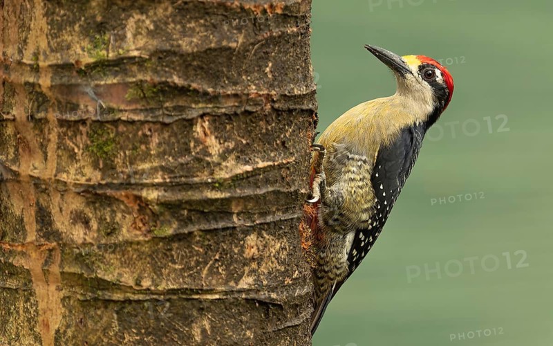 Schläfenfleckspecht (Melanerpes pucherani)
