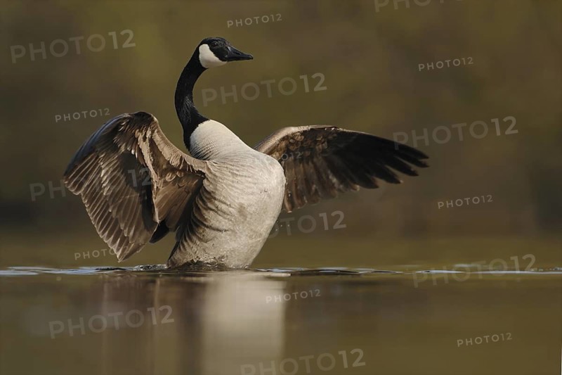 Canada Goose (Branta canadensis), North Rhine-Westphalia, Germany