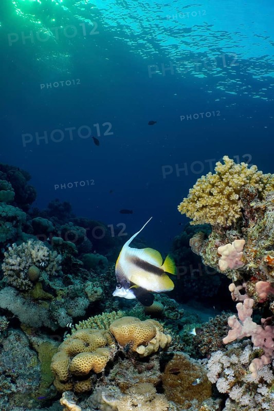 Red Sea bannerfish (Heniochus intermedius)