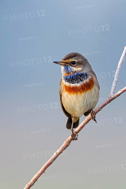 Bluethroat (Luscinia svecica), (Luscinia svecicus), Rhineland-Palatinate, Germany