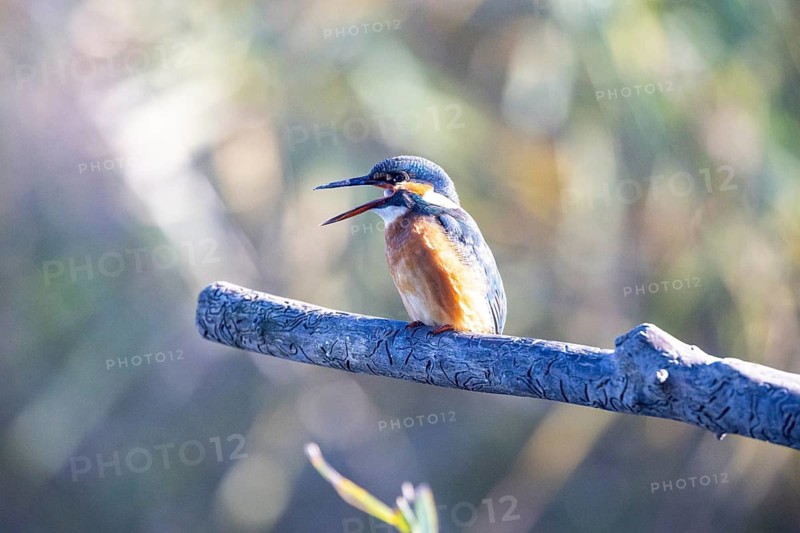 Kingfisher (Alcedo atthis) wbl Germany