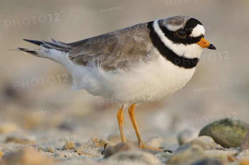 Common Ringed Plover (Charadrius hiaticula), Schleswig-Holstein, Germany