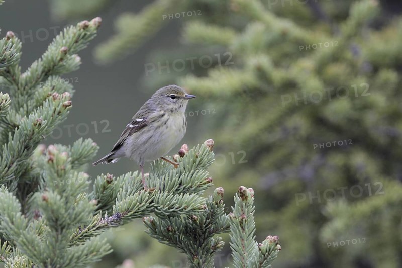 Blackpoll Warbler (Setophaga striata) female, Alaska, USA