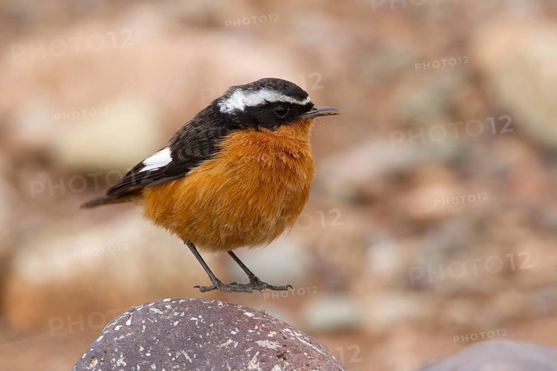 Moussier's Redstart (Phoenicurus moussieri) male, Morocco