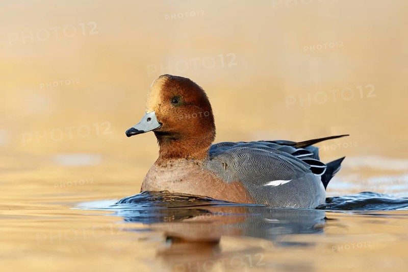 Eurasian Wigeon male swimming in golden hour from low point of view in the Reeuwijkse plassen, Netherlands