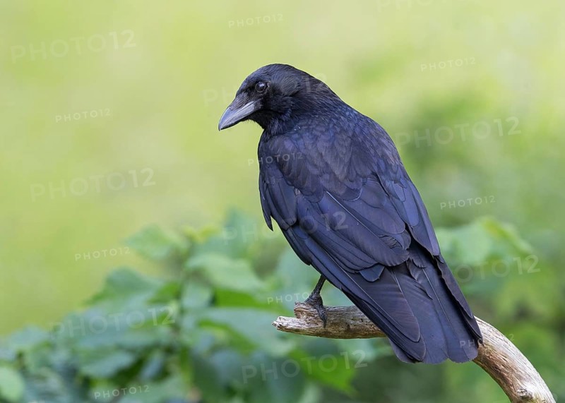 Carrion Crow (Corvus corone), Wales, United Kingdom