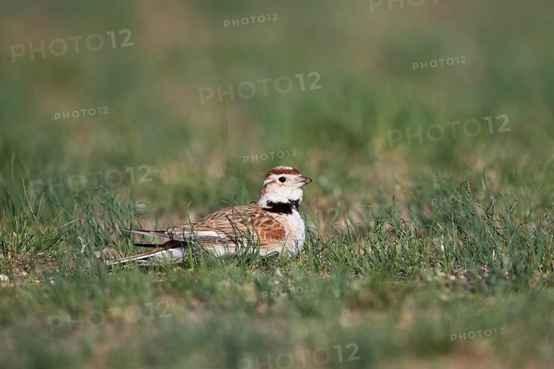 Mongolian Lark (Melanocorypha mongolica), Dornod Aimag, Mongolia