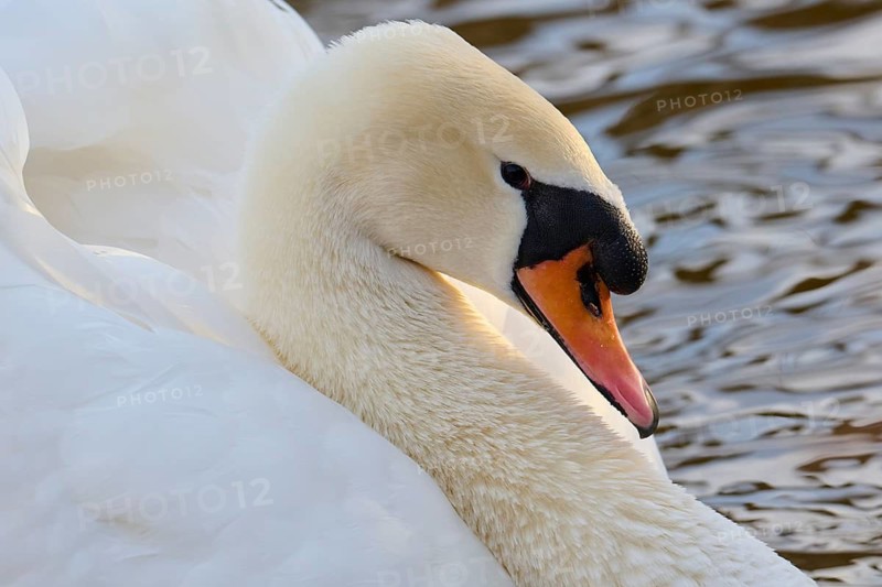 Close-up of a majestic white swan with a curved neck, gracefully floating near rippling water. The serene and elegant scene captures the beauty of nature