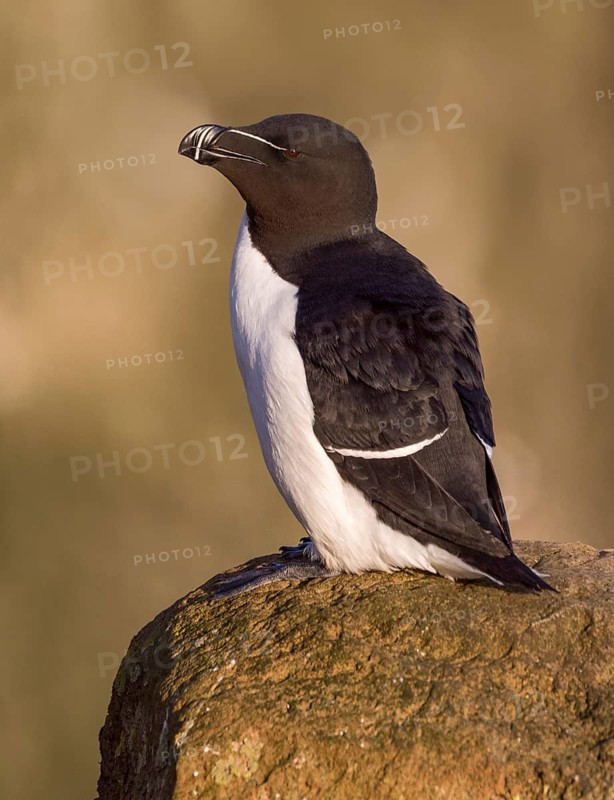 Razorbill (Alca torda islandica) perched on cliff, Iceland