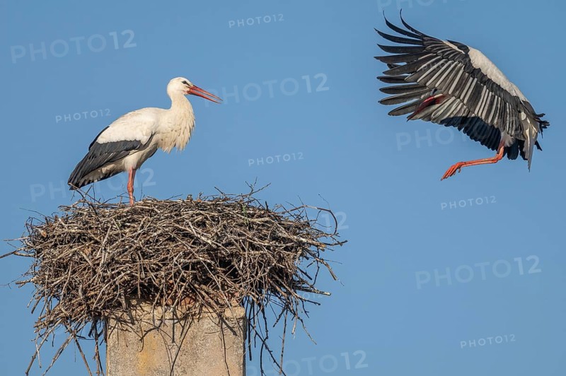Two white storks (ciconia ciconia) can be seen in a tree. One is on the nest while the other arrives flying. It is spring and the sky is blue. Lower Rhine, Alsace, France