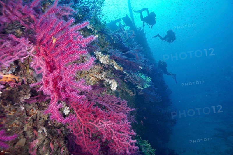 Divers explore a shipwreck overgrown with bright pink corals, Violescent sea-whip (Paramuricea clavata), dive site Wreck Le Grecq, Giens Peninsula, Mediterranean Sea, Porquerolles, Provence, Côte d'Azur, France