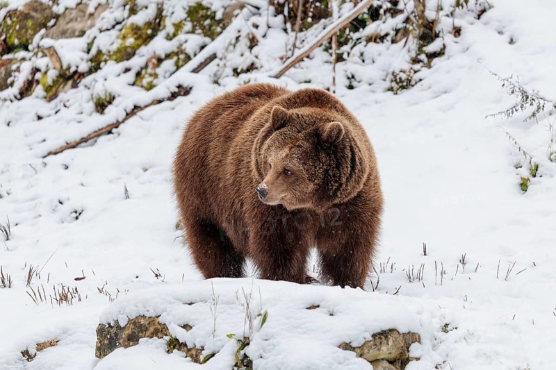 A Eurasian brown bear (Ursus arctos arctos) runs across a snow-covered meadow in hilly terrain. Transylvania, Romania