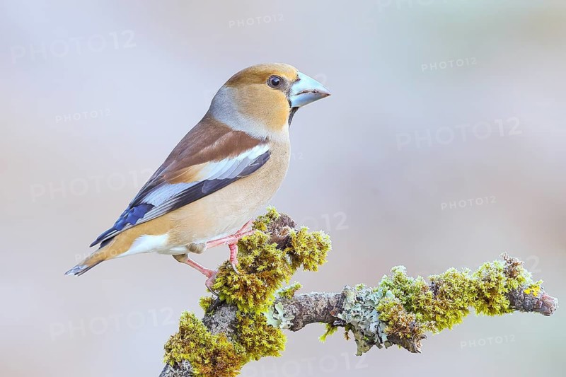 Hawfinch (Coccothraustes coccothraustes) female sitting on a branch covered with moss and lichen, wildlife, finch, finches, winter, frost, nature photography, feeding, winter, Siegerland, North Rhine-Westphalia, Germany