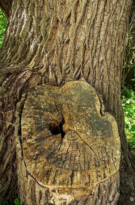 Tree trunk with furrowed bark and large stump of a cut branch on the edge of Lake Constance on the island of Reichenau, Baden-Württemberg, Germany