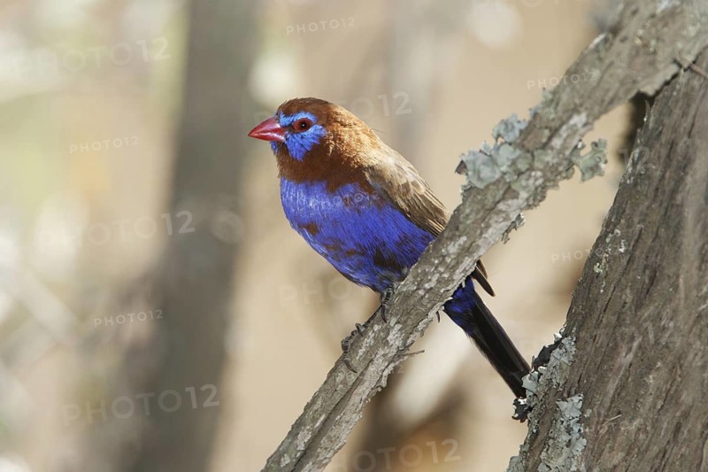 Purple grenadier, Granatina ianthinogaster, Male