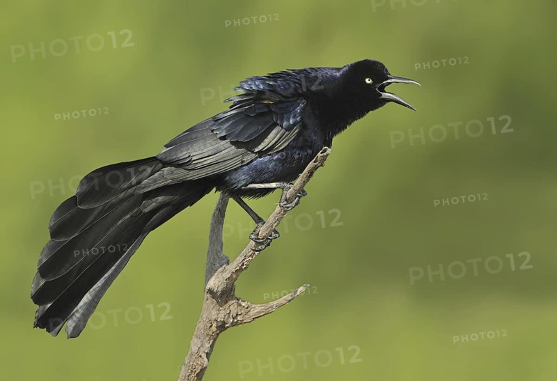 Great-tailed Grackle (Quiscalus mexicanus) male singing, Texas, USA