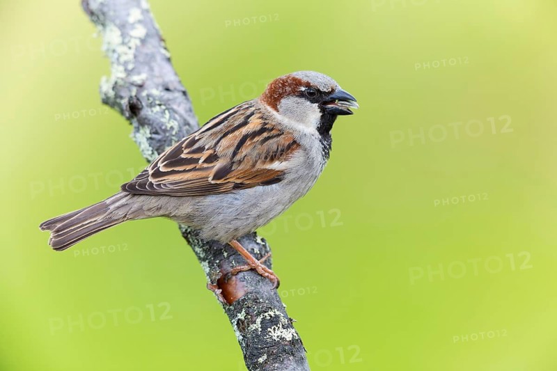 House sparrow, sparrow, house sparrow, (Passer domesticus), animals, birds, songbirds, sparrow family, Varanger Bird Park, Finnmark, Norway