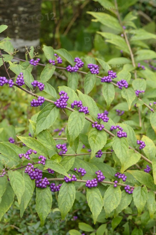 Beauty fruit (Callicarpa dichotoma), Hakon Botanical Garden of Wetlands, Hakone, Honshu, Japan