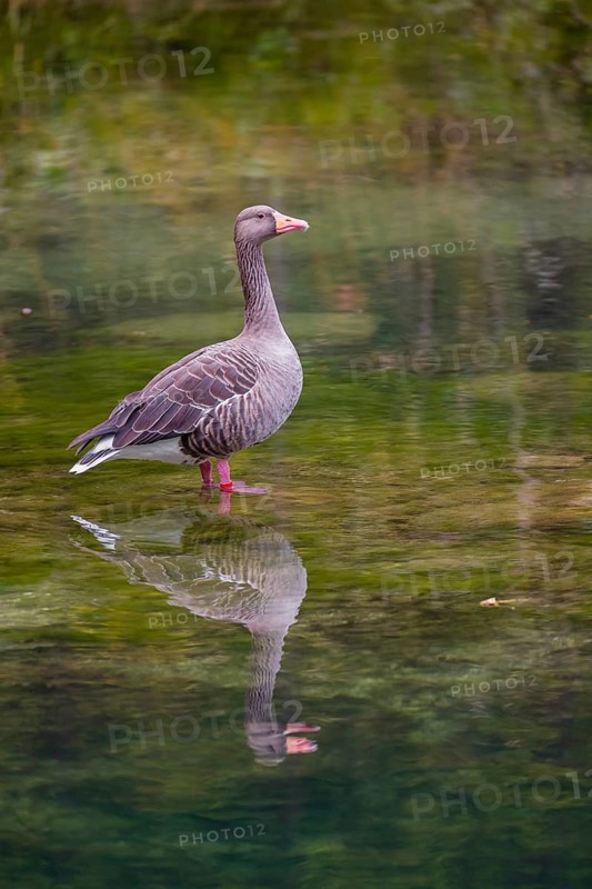 An adult greylag goose, Anser anser, standing in shallow water with beautiful reflection