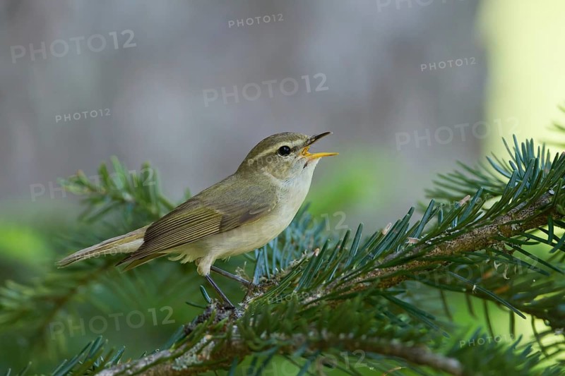 Greenish Warbler - Grünlaubsänger - Phylloscopus trochiloides