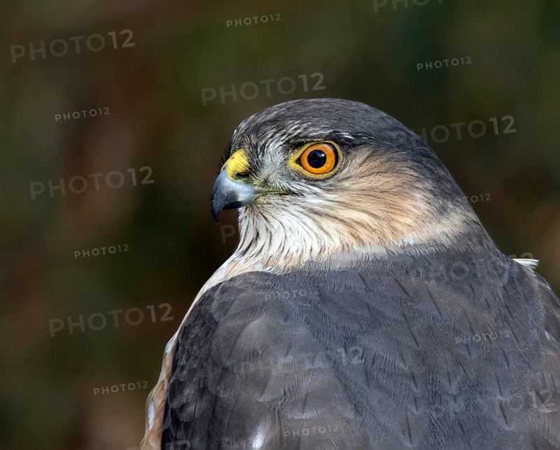 Sharp-shinned Hawk (Accipiter striatus), Saskatchewan, Canada