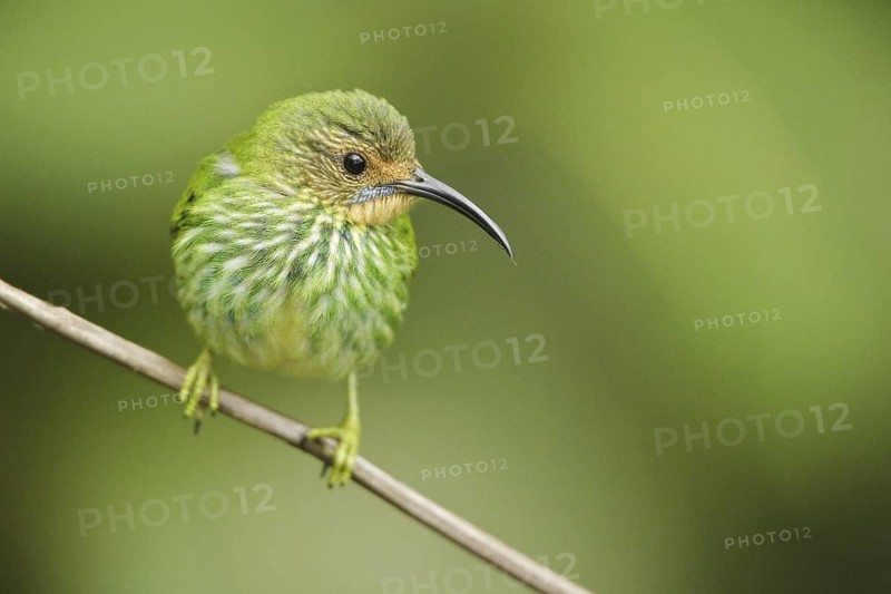 Purple Honeycreeper (Cyanerpes caeruleus) female, Trinidad and Tobago