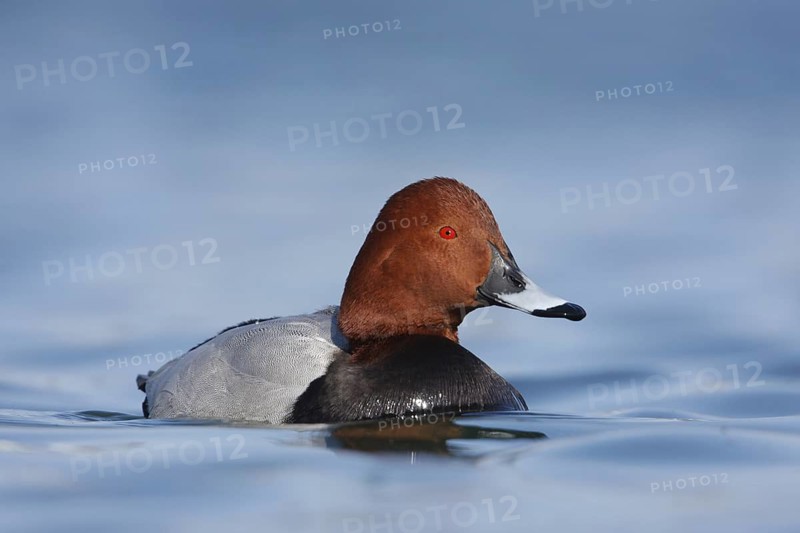 Common Pochard (Aythya ferina) male, Baden-Wuerttemberg, Germany