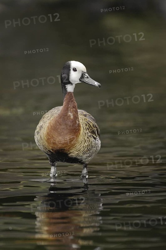 White-faced Whistling Duck (Dendrocygna viduata), Hawaii, USA