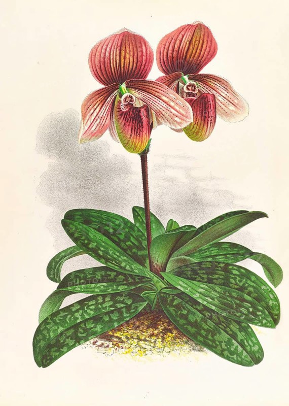 Orchid, Cypripedium tessellatum, authentic reproduction of an illustration by Jean Jules Linden (1817 - 1898), Luxembourgish-Belgian botanist, one of the fathers of orchid research, Historical