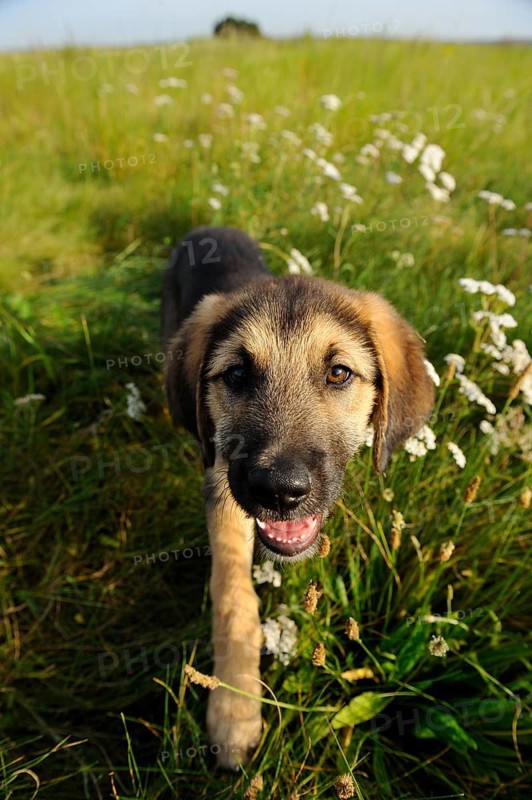 A curious puppy explores a field full of flowers, mixed breed dog, Upper Palatinate
