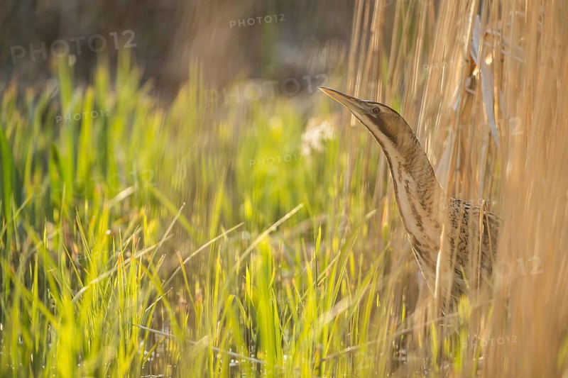 Great or Eurasian bittern (Botaurus stellaris) adult bird emerging from a reedbed in spring, RSPB Minsmere nature reserve, Suffolk, England, United Kingdom