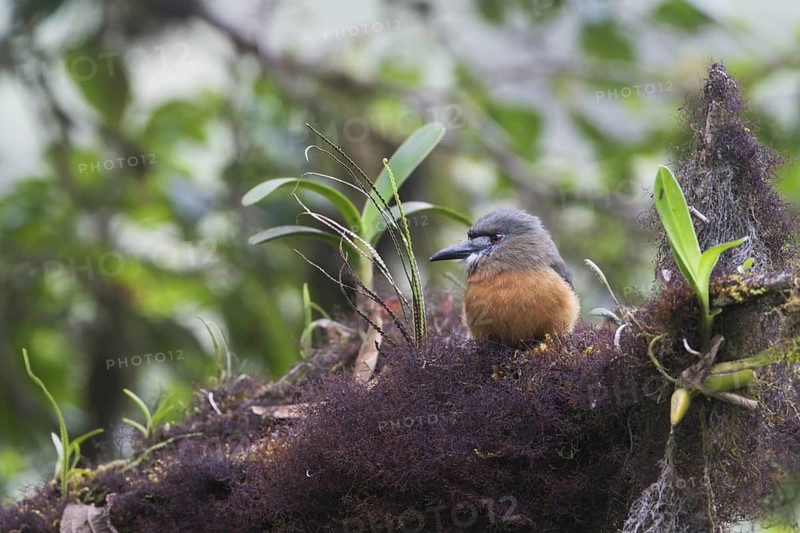 White-faced Nunbird (Hapaloptila castanea), Pichincha, Ecuador